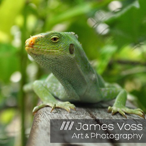 Ceramic Artist. Photographer. Educator. Life Explorer. This is the official account of Teaching Artist James Voss.