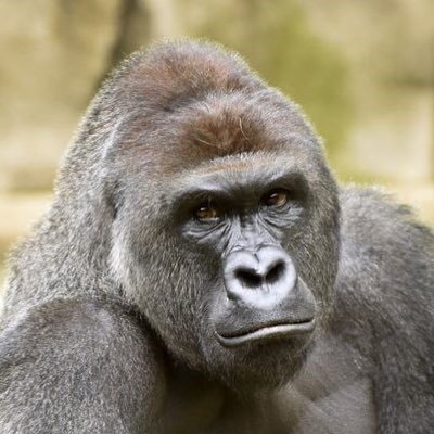 bootyy4harmabe's profile picture. In loving memory of Harambe his last wish was for Booty pics to help him live on.