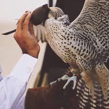 smbx7JIEylpID7k's profile picture. ‏غًزُانَيَ الُشِيَبّ وَانَا بّْعدِيَ صّغًيَرَ الُسِنَ