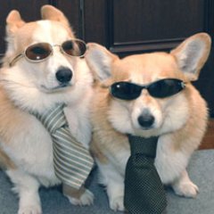 corginatural's profile picture. Saving Corgis, Being (Super)Natural. The Family Business.