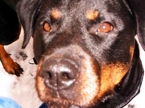 Bellthaneck's profile picture. Die Zukunft liegt in unserer Phantasie.
Kindergärtnerin für begleitetes Denken und Gestaltung.
Nur die Wahrheit ist logisch und kann lückenlos bewiesen werden.