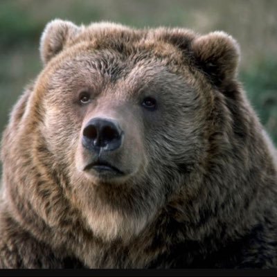 Bare_baNts's profile picture. I'm a bear and i like bare bants