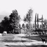 CPPSpecColl's profile picture. Cal Poly Pomona Special Collections and Archives: University History, Arabian Horse, Wine and Wine Industry, and the Pomona Valley