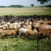 Swickard Family Farm (@swickardfarm) 's Twitter Profile