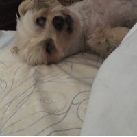 Tracie (@traciefain) 's Twitter Profile