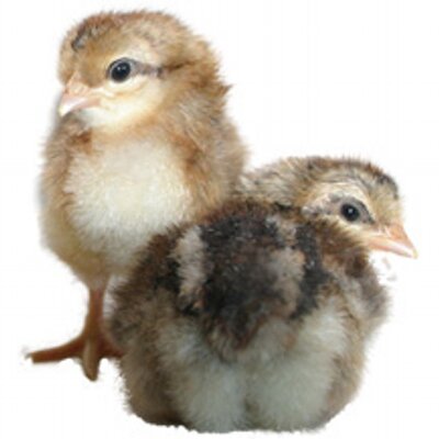 poultrykeeper's profile image