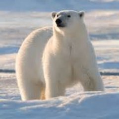 project that spreads awareness about endangered polar bears