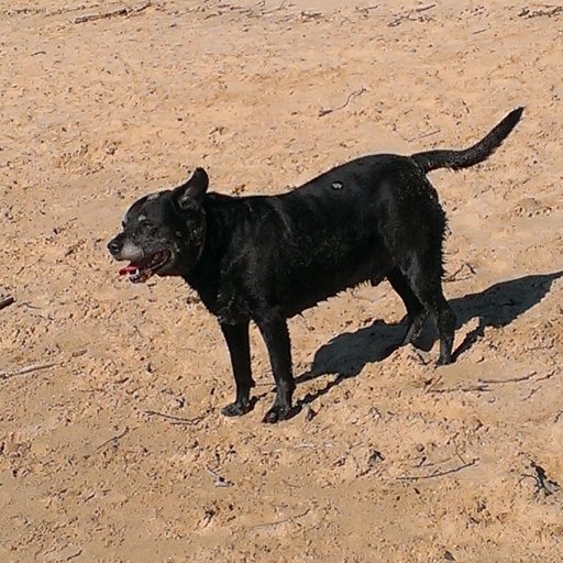 mother, love my dog, respect my cats, recovery from bipolar, voting yes.