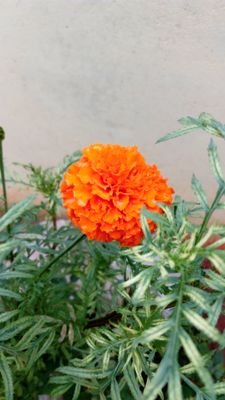 RajaCapricorn's profile picture. 