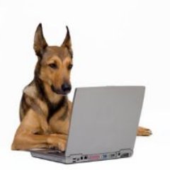 dogetalist's profile picture. such pöhinä
very marketable