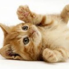 Funny cats and cute kittens videos ,gif ,images and memes