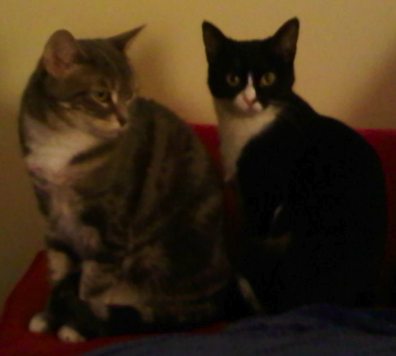 WeAreLazy's profile picture. We are lazy cats. We love our Mommy. We like how she is lazy with us.