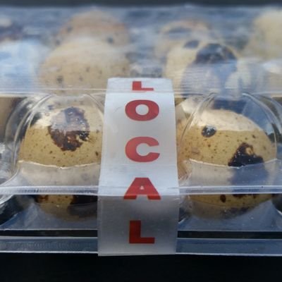 Specialty microgreens and farm fresh quail eggs for Farmers' Markets, restaurants, and at home chefs.