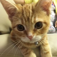 mikad@ๆ็ซๅฎถ๐๐๐ (@mikad_neko) 's Twitter Profile