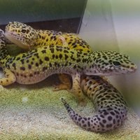 アレクサ (@hypericum777) 's Twitter Profile