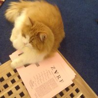 zarf editions (@zarfpoetry) 's Twitter Profile