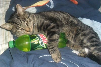 shoteefordays's profile picture. hello my name is marshall I love to play videogames and sit around all
day and do nothing like most kid my age and I tweet funny things