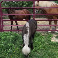 Rocking Horse Rehab (@rhr_horses) 's Twitter Profile