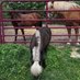Rocking Horse Rehab (@rhr_horses) Twitter profile photo