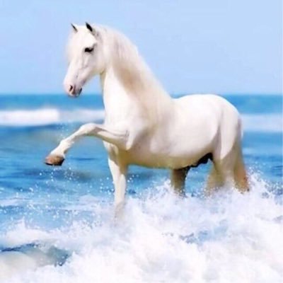 BmLk82's profile picture. عامِل الناس بجمال قلبك ، وطيبته ولا تنتظر رداً جميلاً ، فَـ إن نسوها لا تحزن فـ الله لن ينساك..