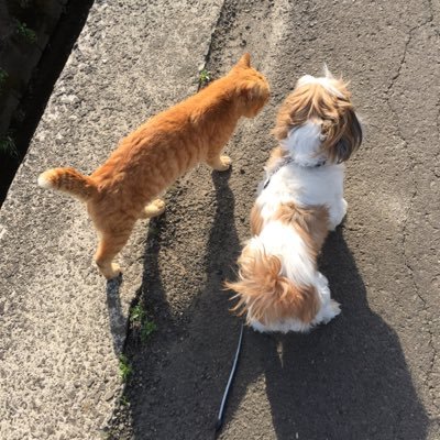 yoncyomewao's profile picture. 