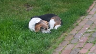 philemonborz's profile picture. RT'ng beagle, politics humor art psy sci food sport & other strange human behaviors+cute dogs Luckiest ACK rescue beagle, lives among the rabbits & the1%