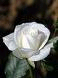 AzadiRose Profile Picture