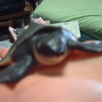 Naotax (@pmaniacs) 's Twitter Profile