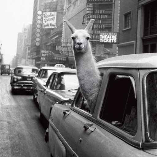 alligalli92's profile picture. Internet cultist.