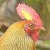 NaturalHistory_SL (@lanka_wildlife) Twitter profile photo NaturalHistory_SL (@lanka_wildlife) Twitter profile photo