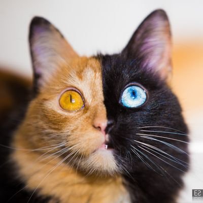 gataquimera's profile picture. Gata Quimera