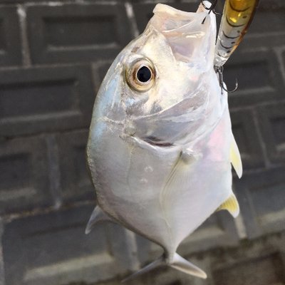 沖縄魚図鑑 Uchina Fish Twitter