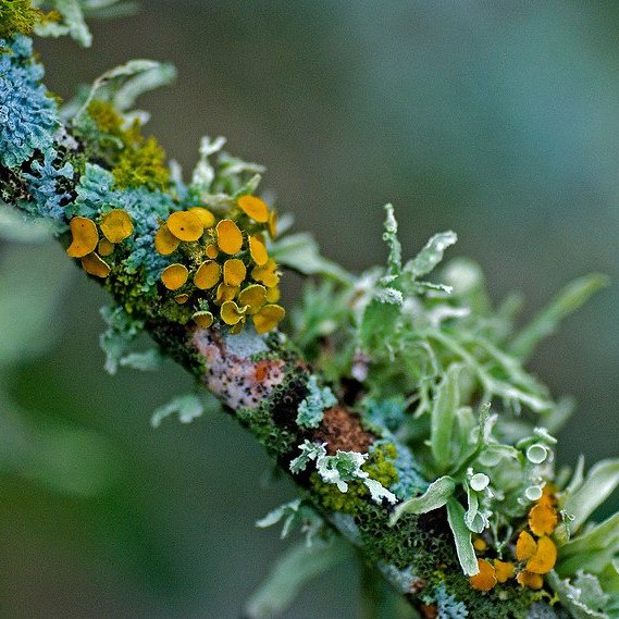 McGill undergrad students with a love for Lichen studying in the field at the @morganarboretum! Stay up to date by following our hashtag #ENVB222.