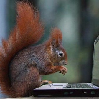 Tech-savvy squirrel who is nuts for the Tar Heels. Avid golf fan living on Finley Golf Course's Front 9. Adept at dodging errant shots and groundskeepers.