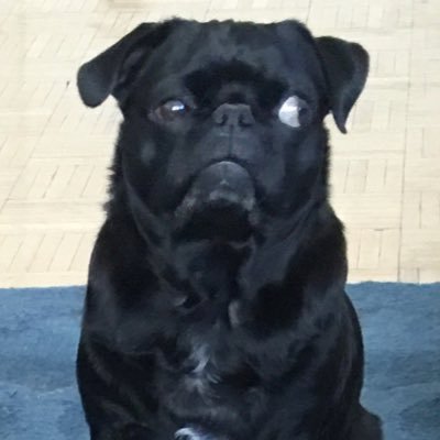 RealRufusPug Profile Picture