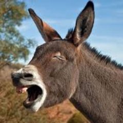 Mueve la burra mameh. Soy el burro que no se es burro viste que mas queres que sea