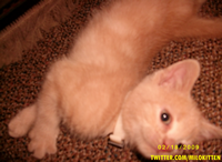 MiloKitten's profile picture. I'm a one month old kitty named Milo. My mommy just got me recently and I love my new home.