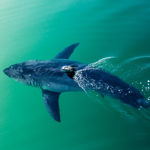 I was named for @OCEARCH friends and partner @CostaSunglasses. Tagged on #ExpeditionNantucket. Love fishing, ocean life, and to #KickPlastic!