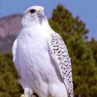 ♍️♌️♑️ (@qsaa2000) 's Twitter Profile