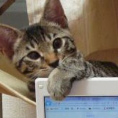 相互フォロー 名言格言 名言 格言 恋というものは心から心に至るもっとも短い道である 直線である モーリス ブデル