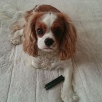 masanori nakamura (@rinakawaeiakb) Twitter profile photo