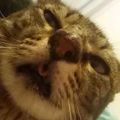 Srt_Ema's profile picture. 