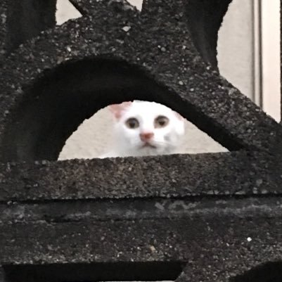 ayaka_hippo's profile picture. 