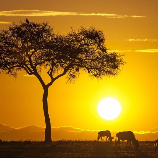 tshimeles's profile picture. 