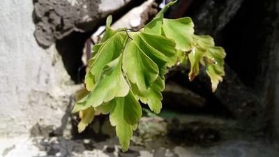 deeaneka's profile picture. 