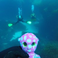 Pulpo (@pulposadventure) 's Twitter Profile