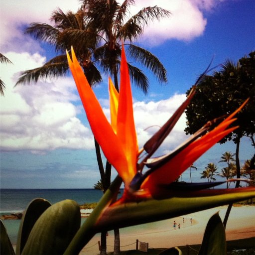 sophis1234's profile picture. 