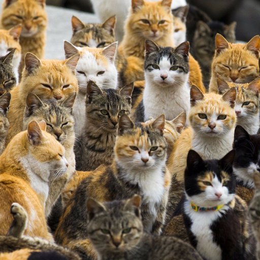 ChessiePique's profile picture. Cats, Green, cats, italiano, cats, DEFUND THE POLICE, gluten-free, cats, M4A, cats, books, cats, animals, cats, vegan. And cats.