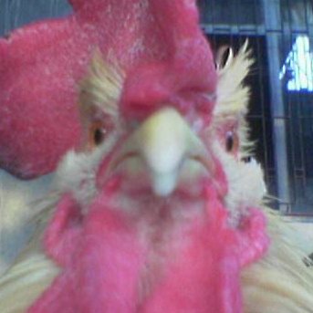 suayipabi's profile picture. #Mavitık . gt yapmayanların takibi itinayla geri çekilir.

Biraz borsa, biraz haber, biraz viral. rahmetli şuayip abinin ne eserse yaptığı maskın çöp ettiği X i