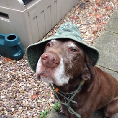 Dog lover and owner of flynnthedog Ltd and Dog Hair Day dog shampoo